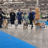  - Un Air Embaume of Lowland Green Valley Res.CAC Paris Dog Show