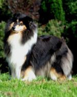 A'showna black De cabrenysset