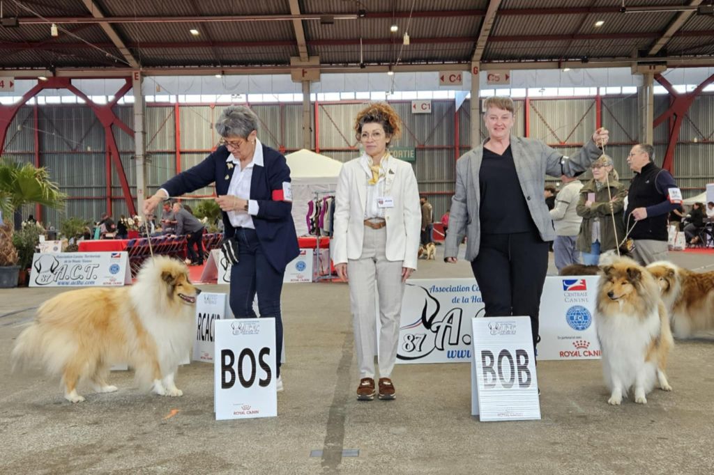 Of The Lovely Bears - Exposition Limoge 2025