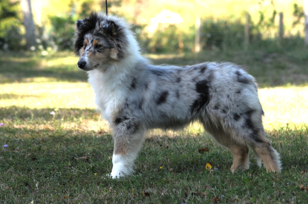 Unique Sprakle Fellow of Eternity ( Didi)